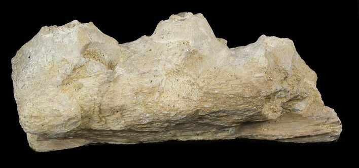 Tylosaurus Jaw Section - Smoky Hill Chalk, Kansas #49864
